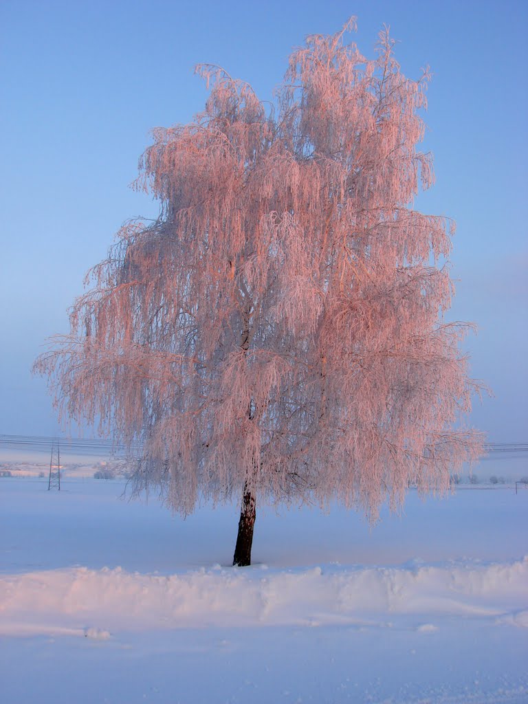 Розовая берёза