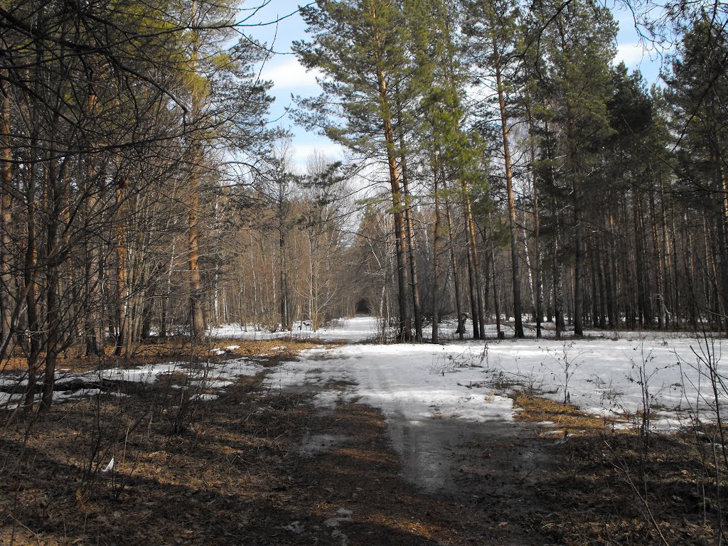Лесопарк, ранняя весна