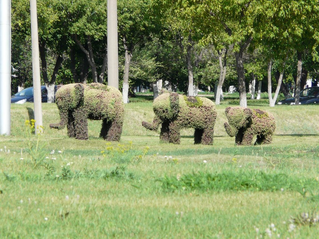 Слоны в городе