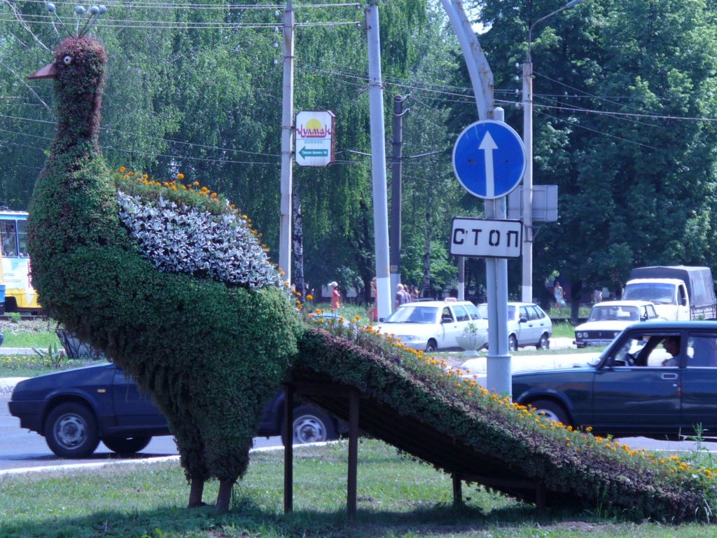 цветочная птица на перкрестке