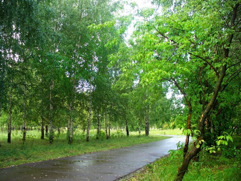 парковая аллея