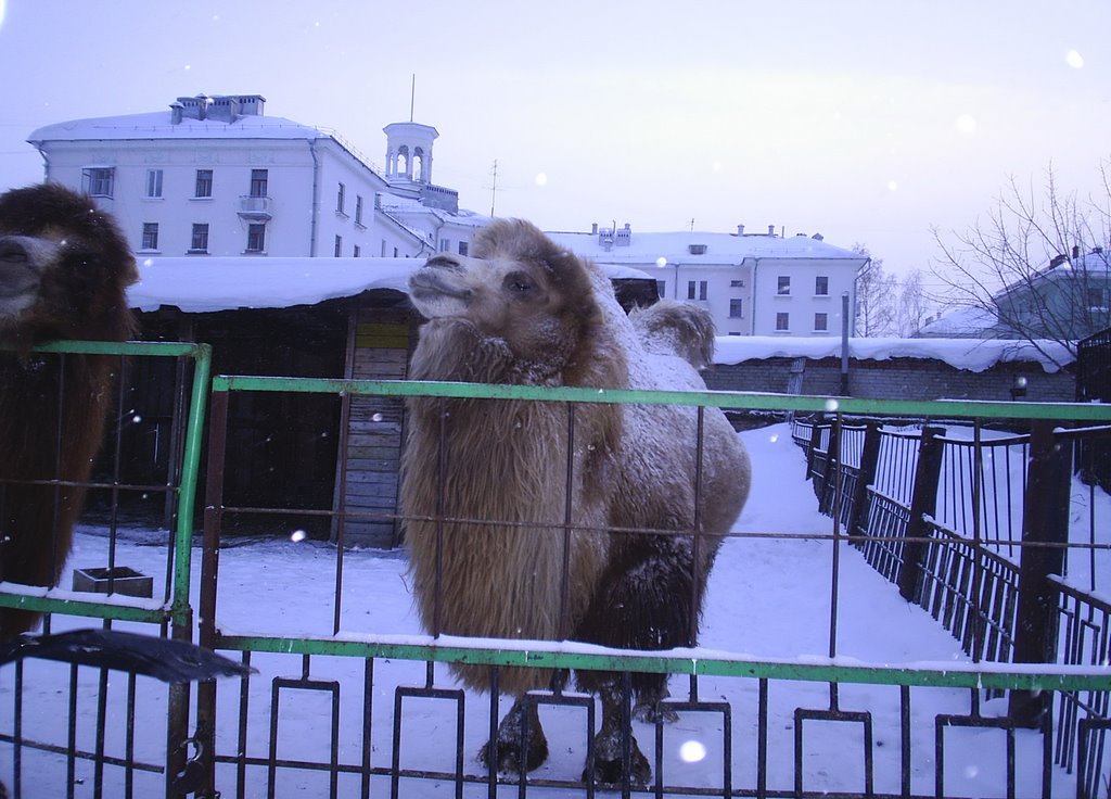 Корабль пустыни.