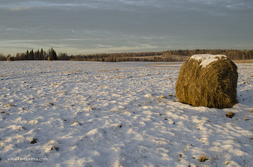 Первый снег (ноябрь 2013г.)