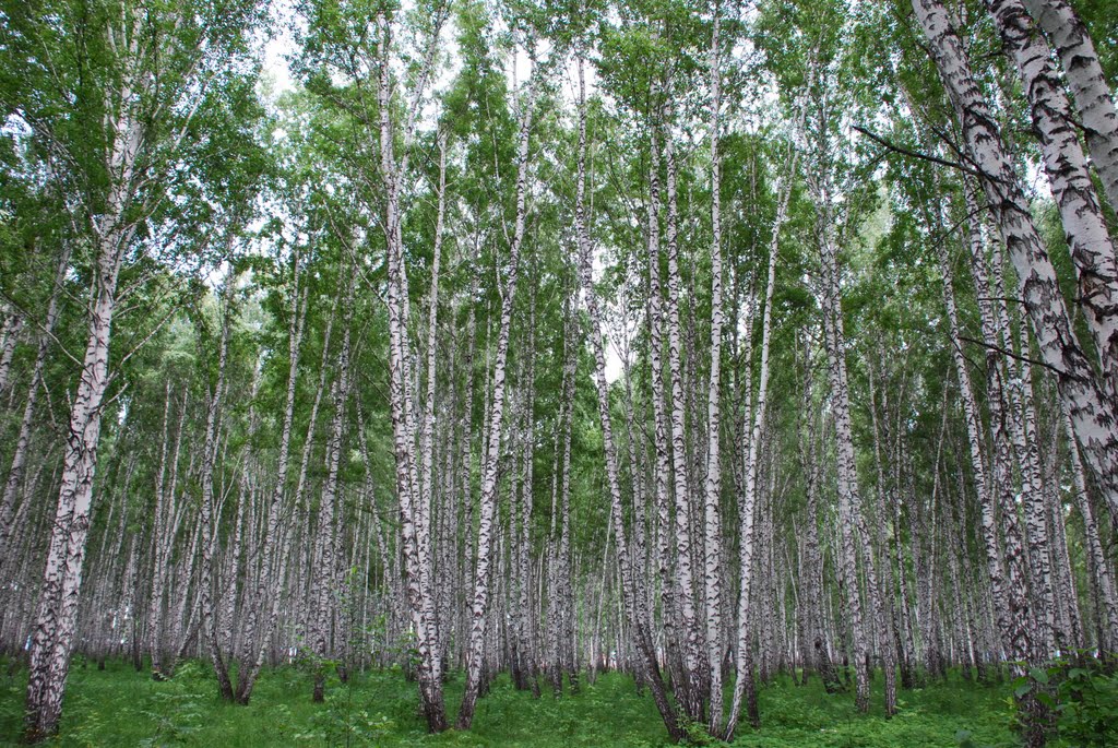 Кожевниковский березовый парк