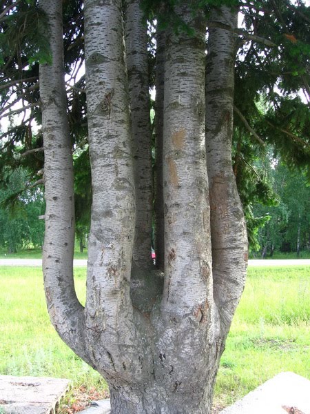 Krivosheino