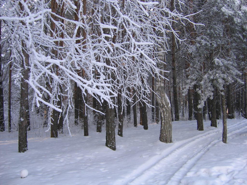 The Pine forest