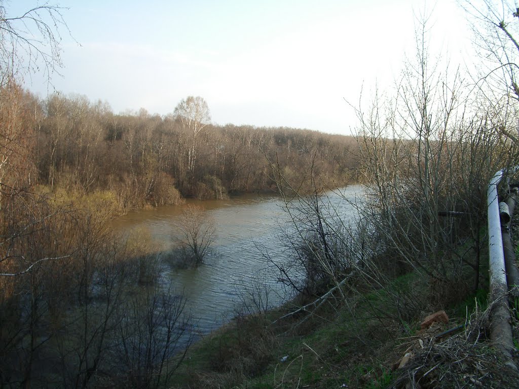 Беляй в разливе