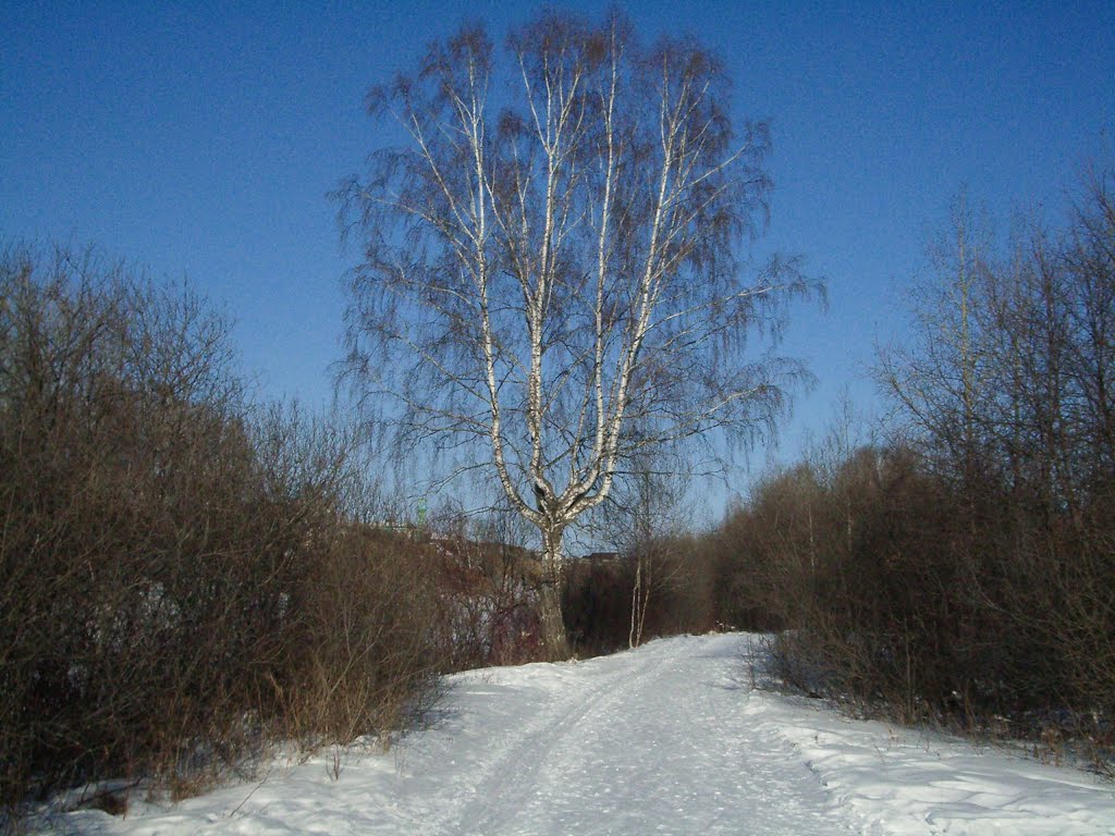 Береза