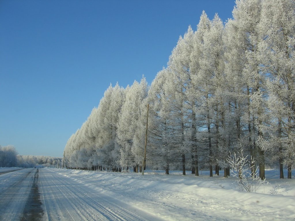 Лесополоса