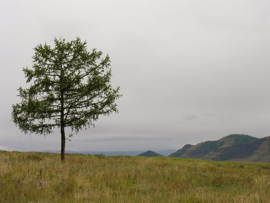 Larch near Turan