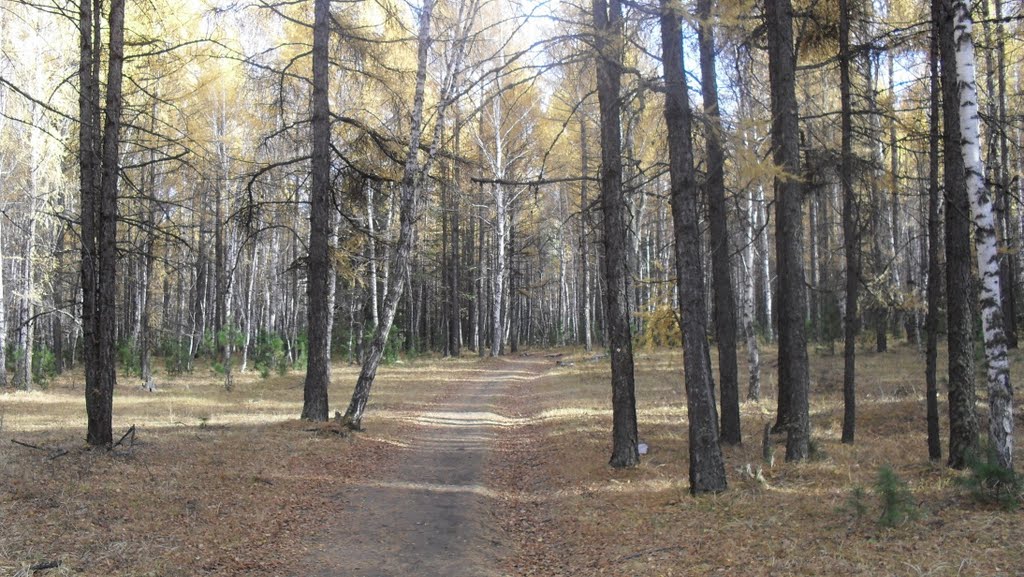Через лес