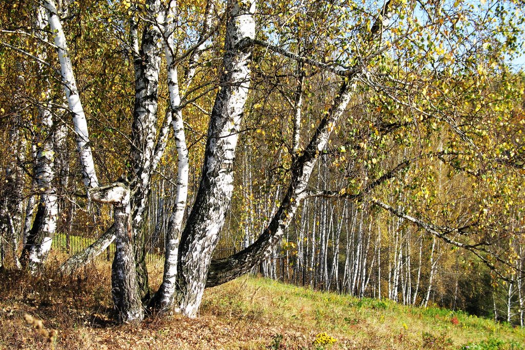 Autumn on Kolyupanono N2