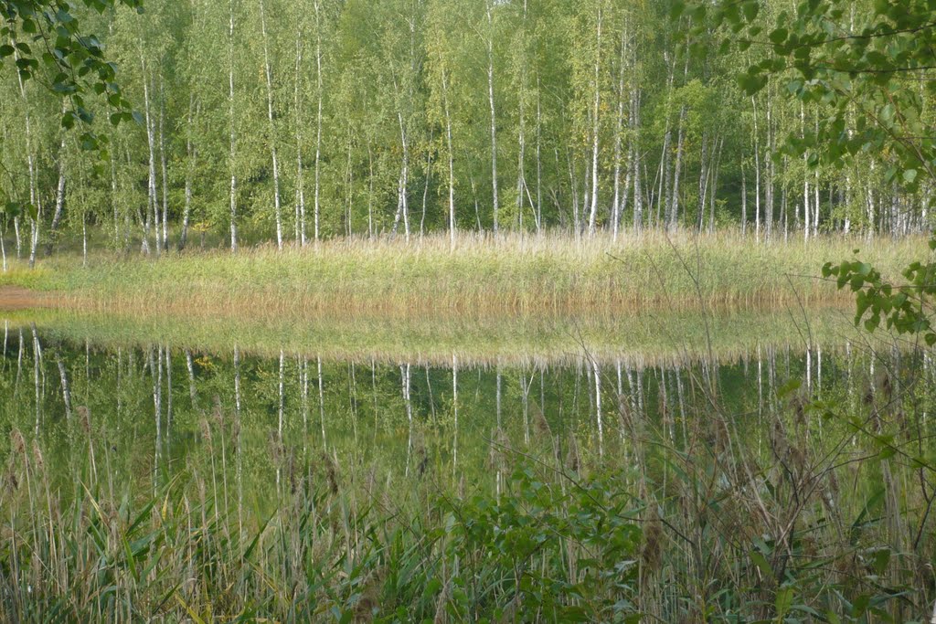 Лесное озеро.