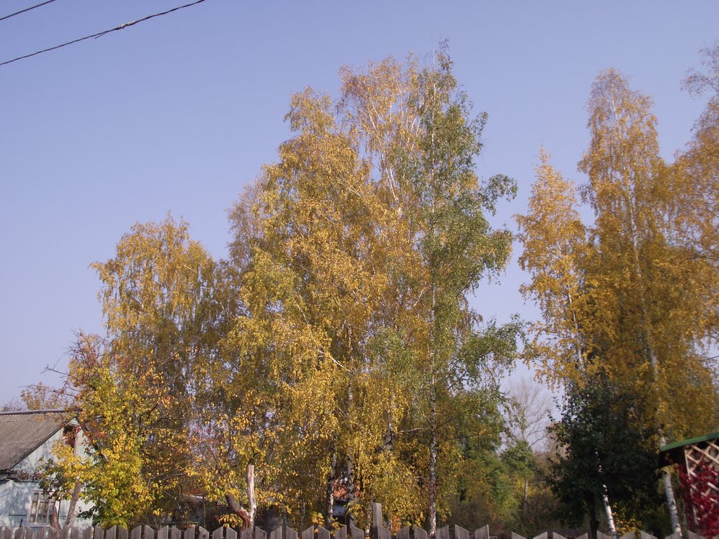 Осень в дачном поселке