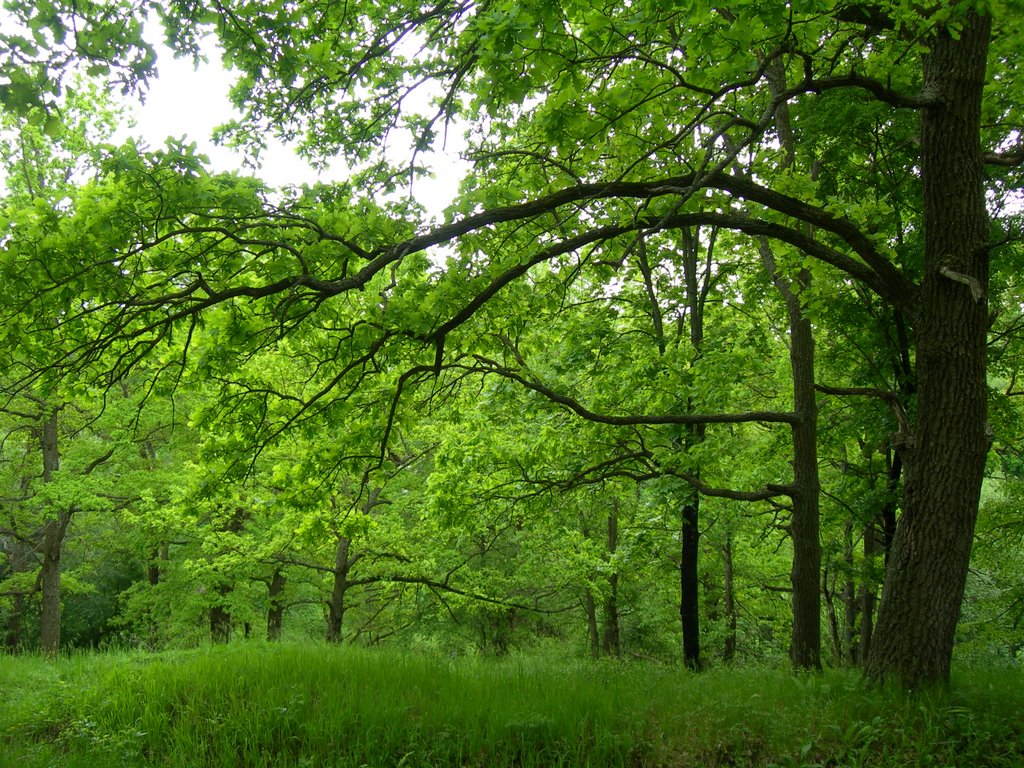 Town Forest - Summer