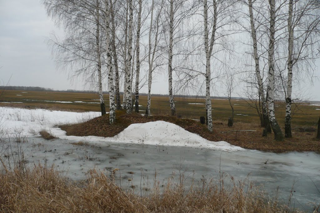 Весенние берёзки.