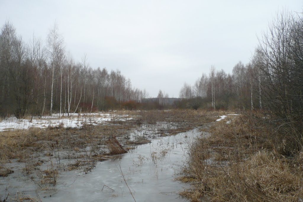 Весенний лес.