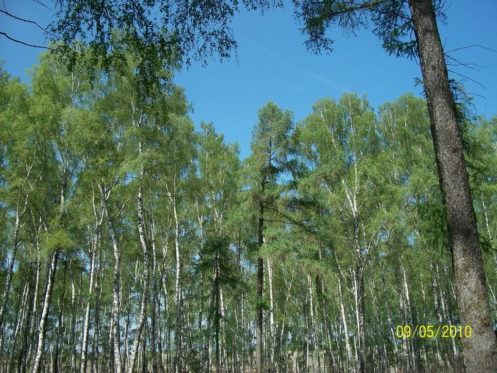 Берёзки