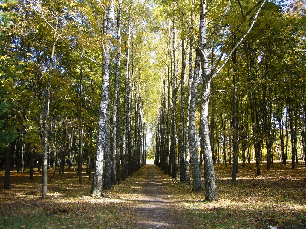 городской парк