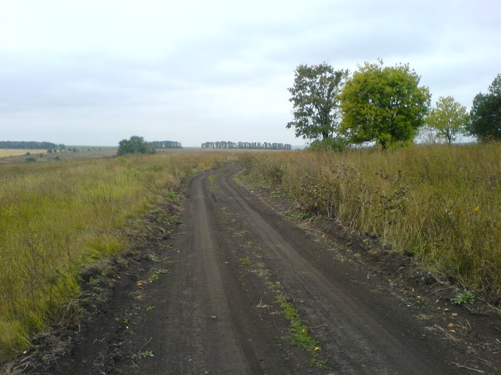Дорога в дер.Синявино