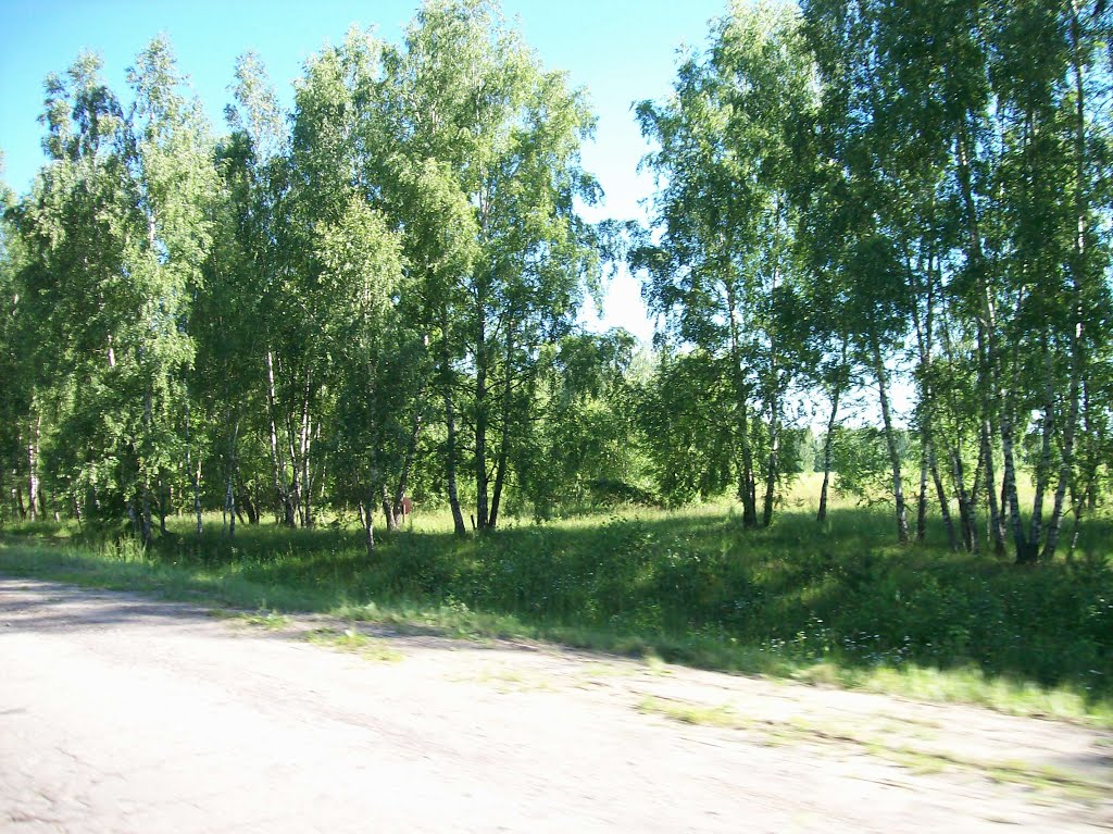 Берёзы на въезде в Суворов