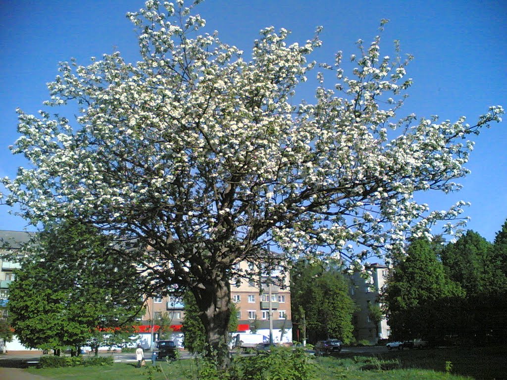Май 2009