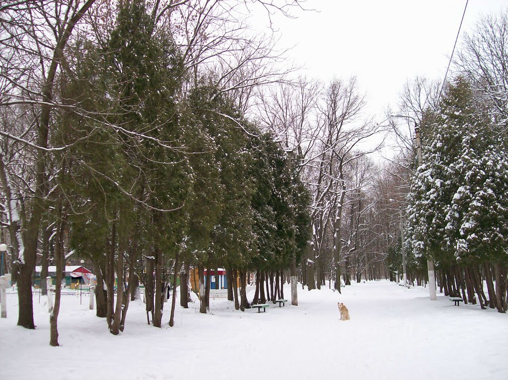 Городской парк