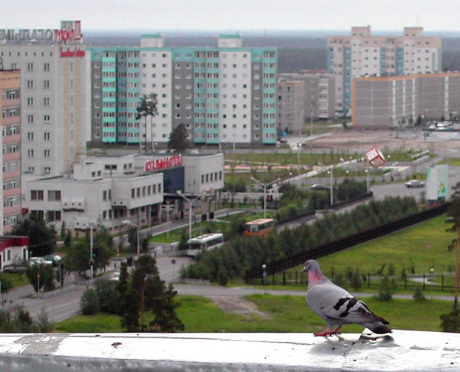 Голубь