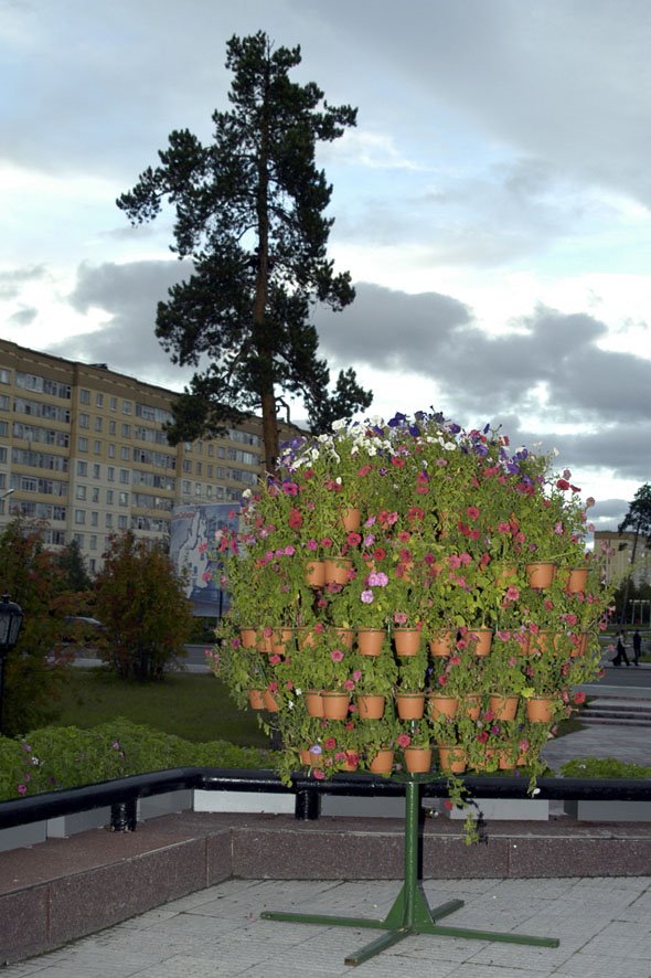 Северное дерево