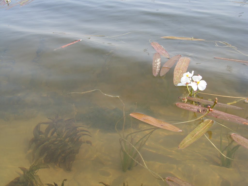 Водокрас. Озеро у Излучинска.
