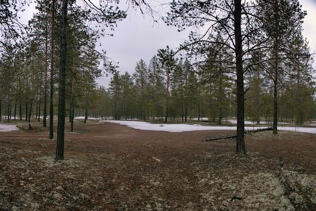 07.06.2014 г. В разгаре лето !!!!   Beginning of summer. Siberian taiga.