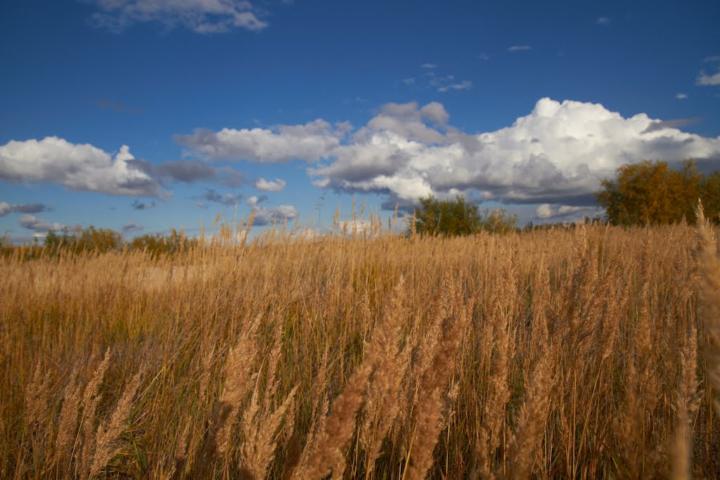 трава