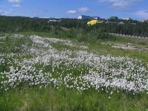 Aksarka  2008r.
