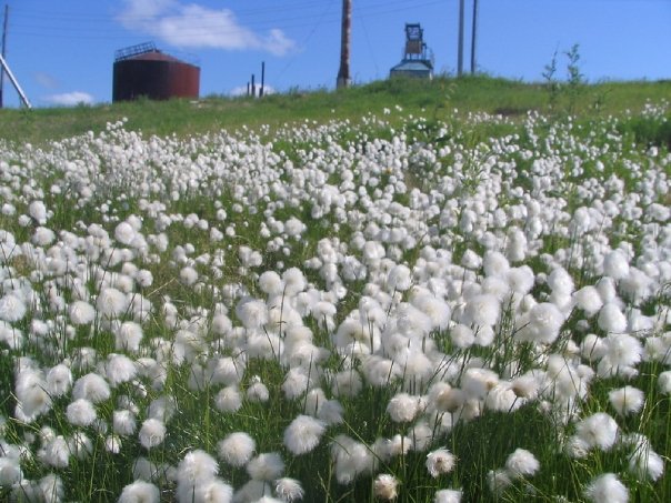 Aksarka  2008r.