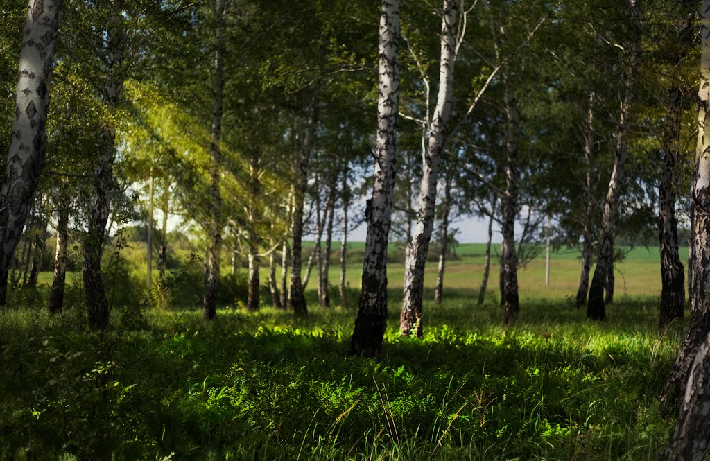 Birchwood.