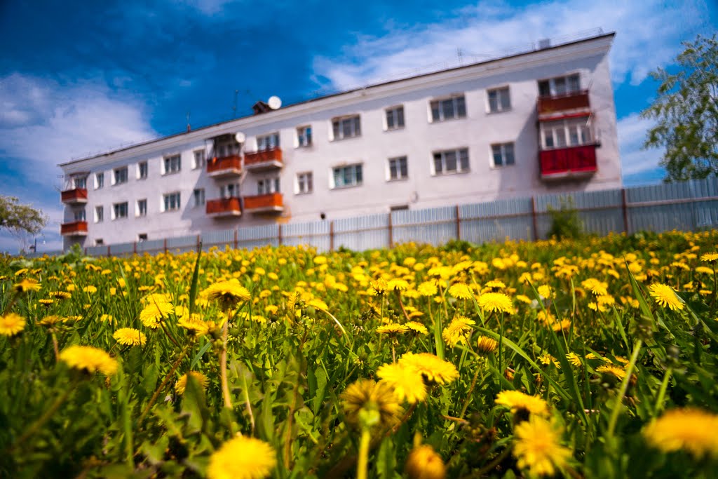 Dandelions at home. Russia. 2014.
