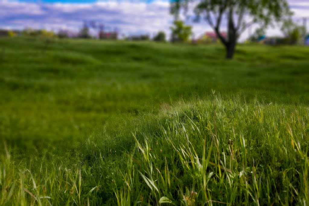 Grass meadow.