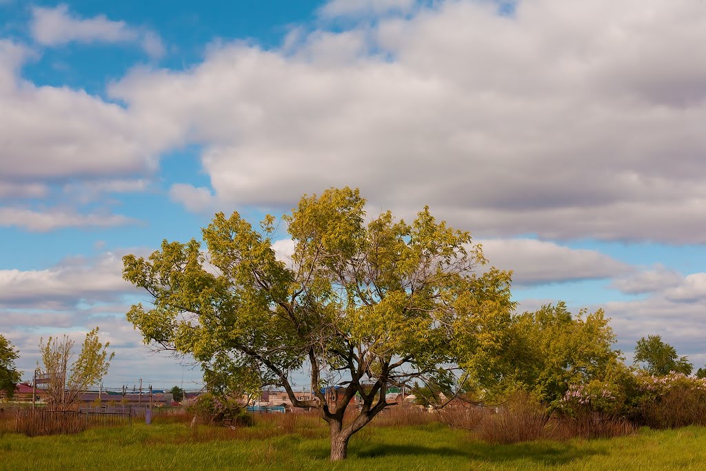 Landscape with a lone tree.