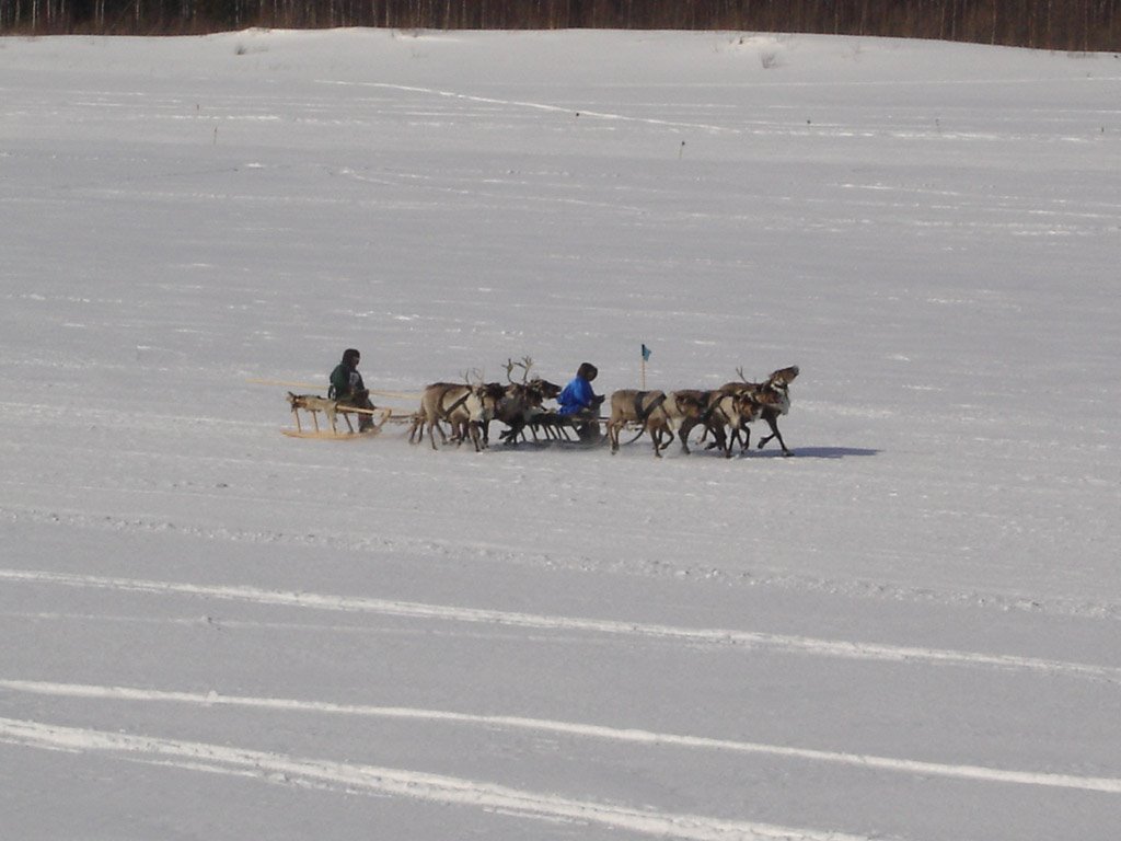 Deer racing