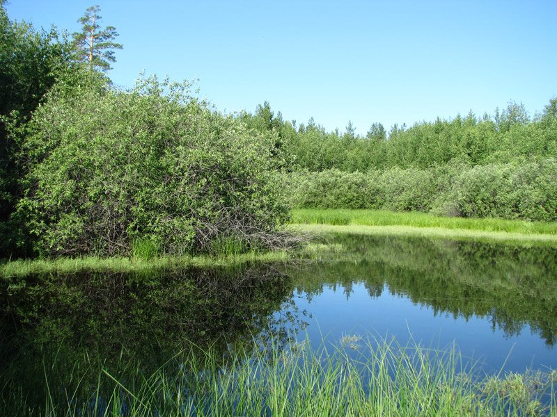 Болотина (лыва)