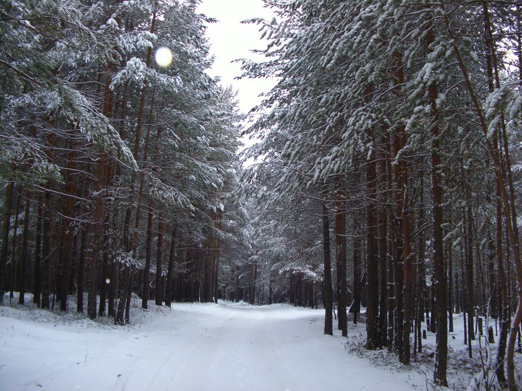 Зимний лес