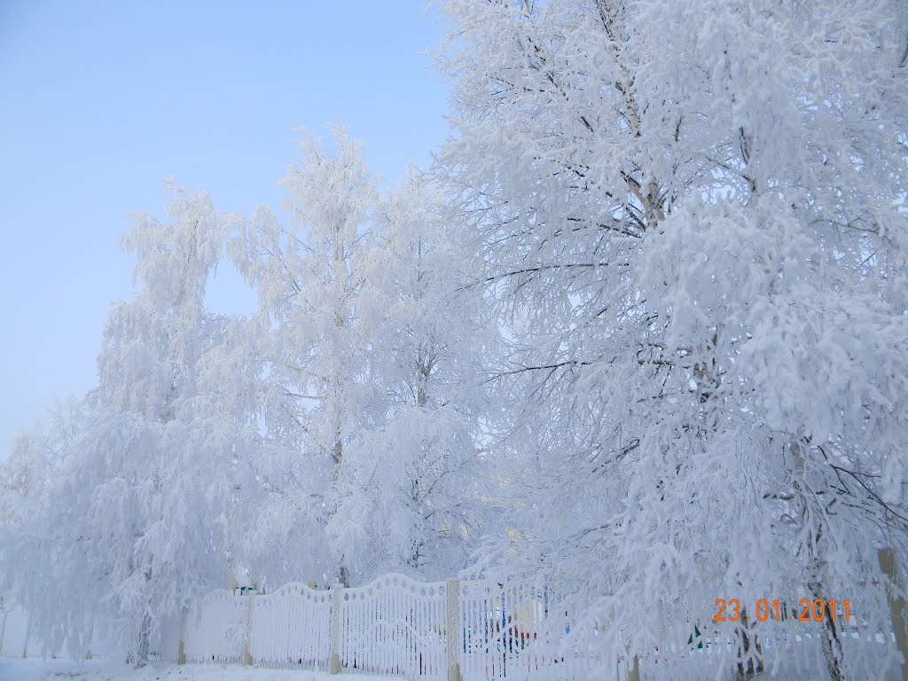 Березки