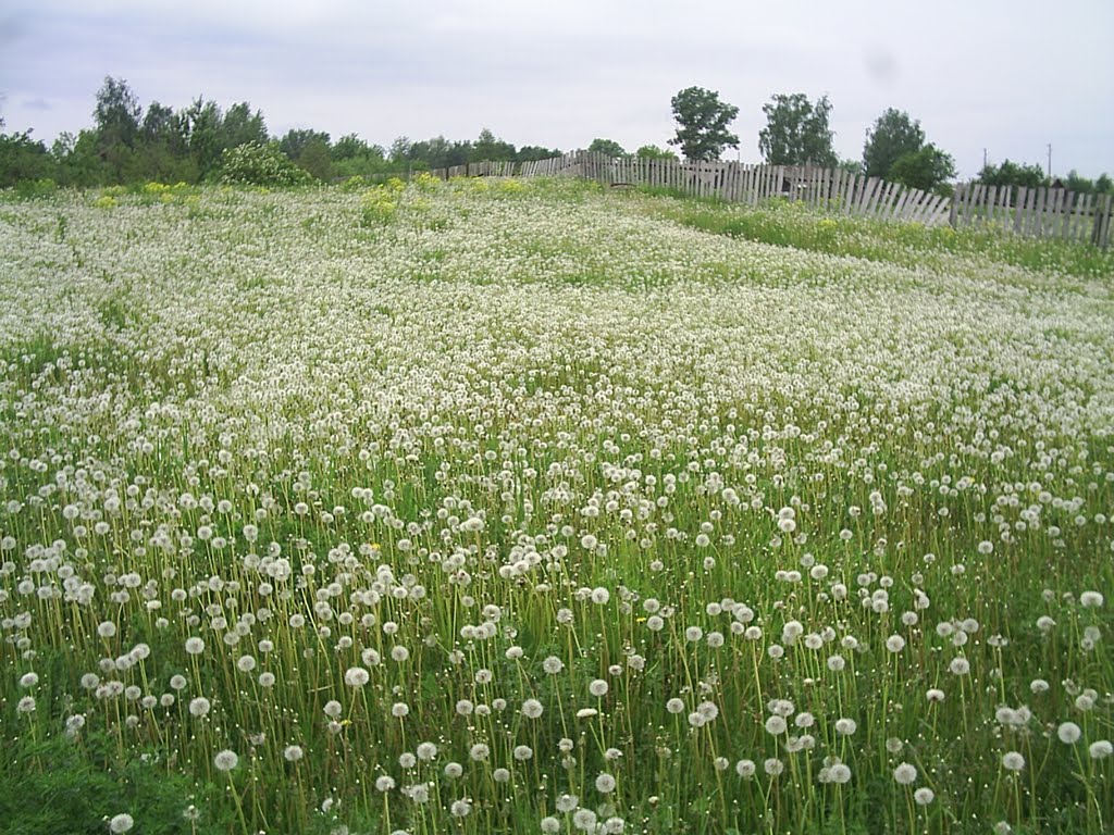 Люблю одуванчики (ул.Речная)