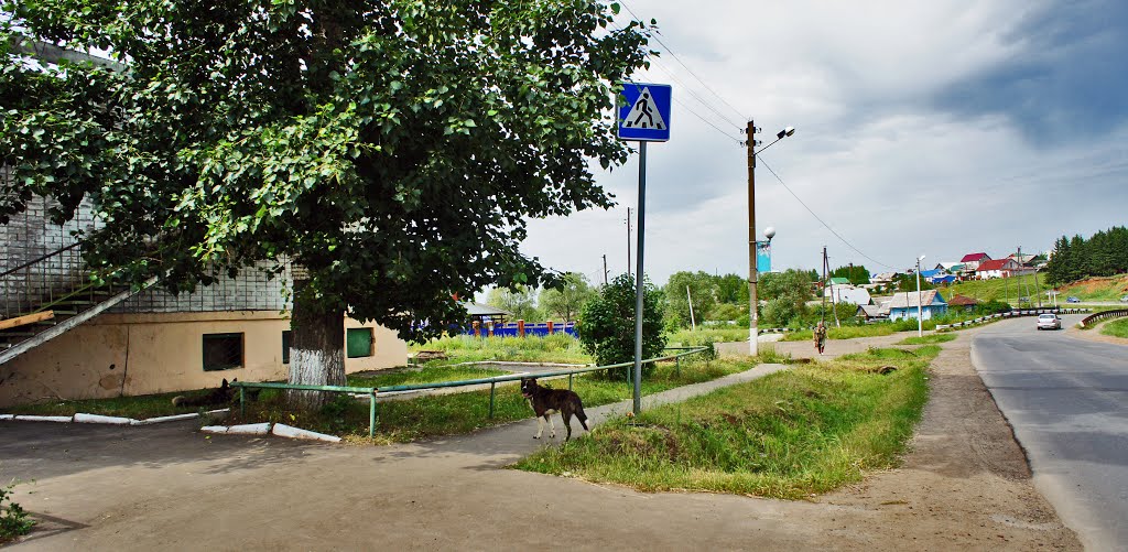Собаки отдыхают в тени деревьев. Село Завьялово