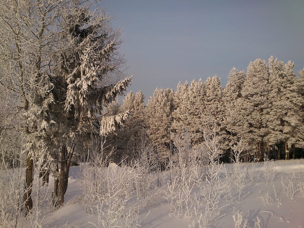 Зимний лес