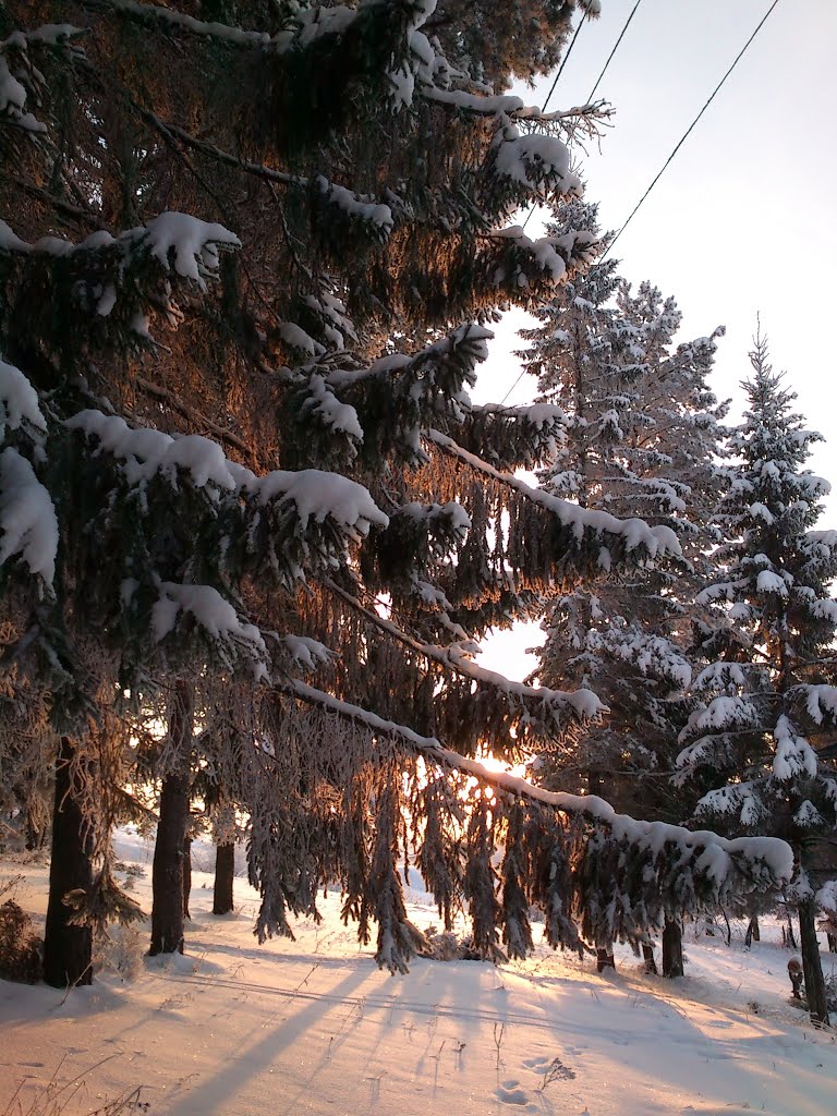 Закат в лесу