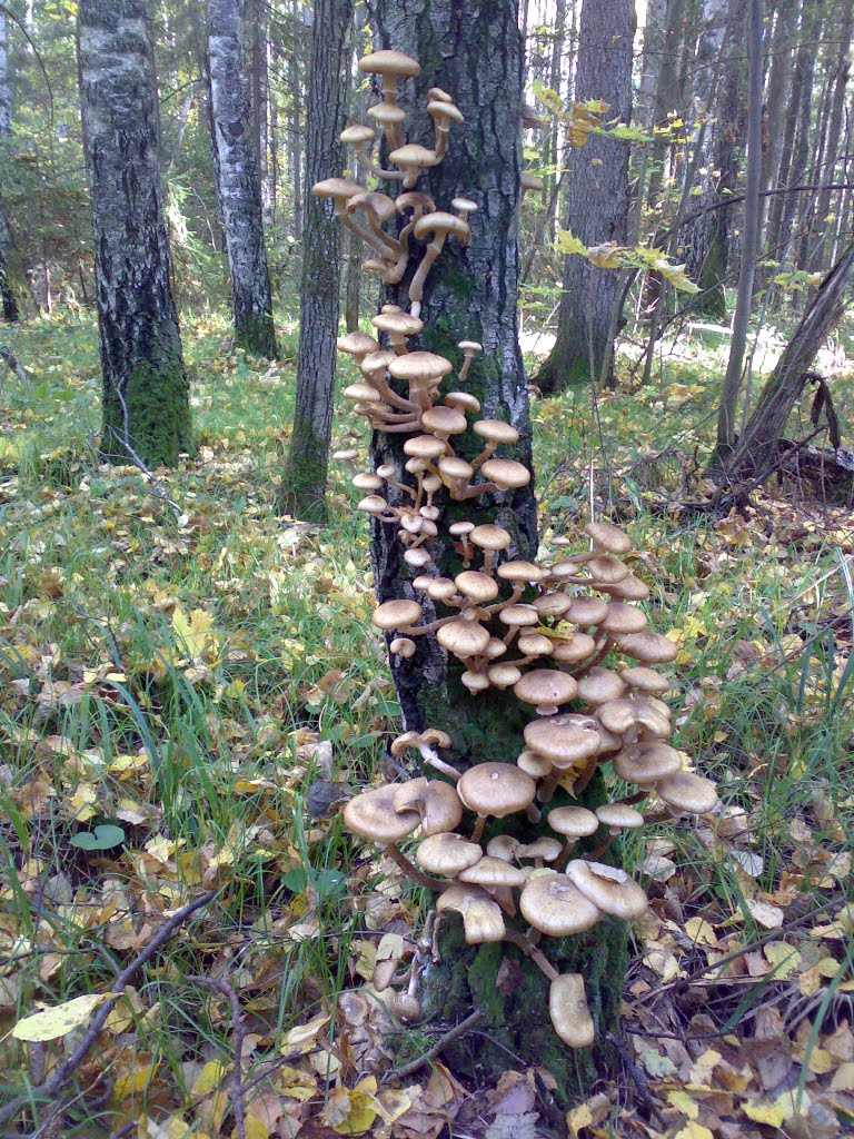 Счастье грибника у деревни Карамас Пельга