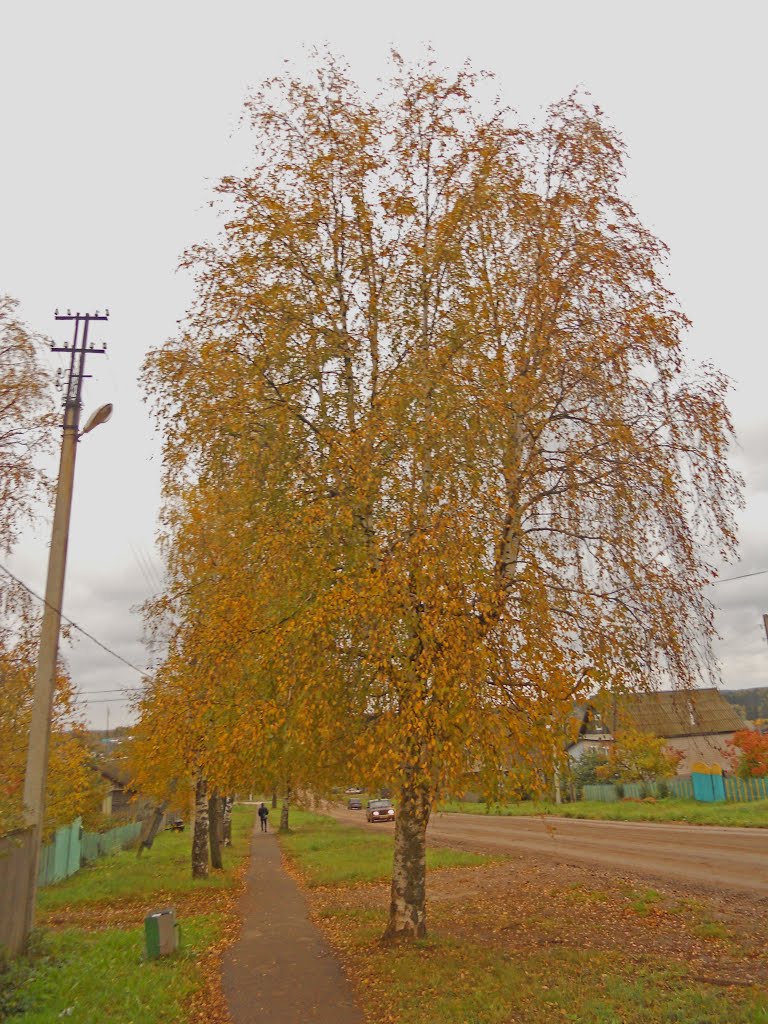 Береза