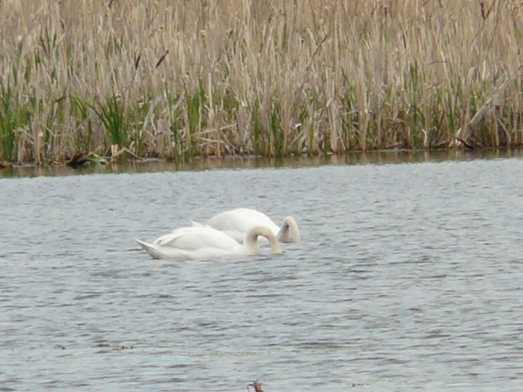 Swan