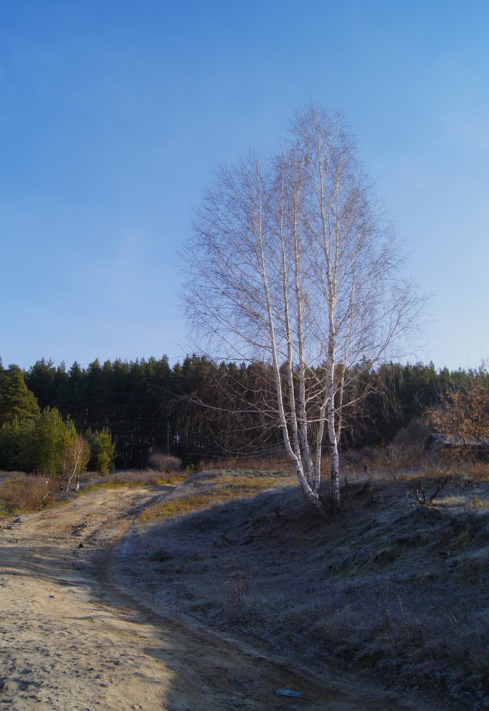 Березки
